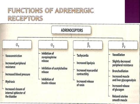 Alpha & Beta Adrenergic Receptors .